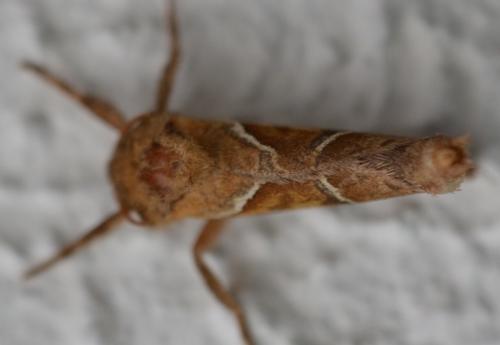 Réf. 309 140 : Triodia sylvina